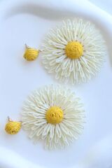 Yeni Sezon Büyük Hasır Papatya Tasarım Yazlık Hafif Kadın Küpe